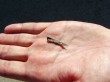 Thumbs/tn_C17007.jpg
