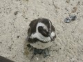 Thumbs/tn_2017_01_02_014.jpg