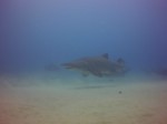 Thumbs/tn_2017_01_12_057.jpg