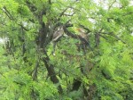 Thumbs/tn_2017_01_15_100.jpg