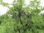 Thumbs/tn_2017_01_15_101.jpg