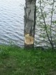 Thumbs/tn_2017_05_29_024.jpg