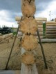 Thumbs/tn_2017_05_31_053.jpg