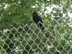 Thumbs/tn_2017_06_02_016.jpg