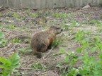 Thumbs/tn_2017_06_02_021.jpg