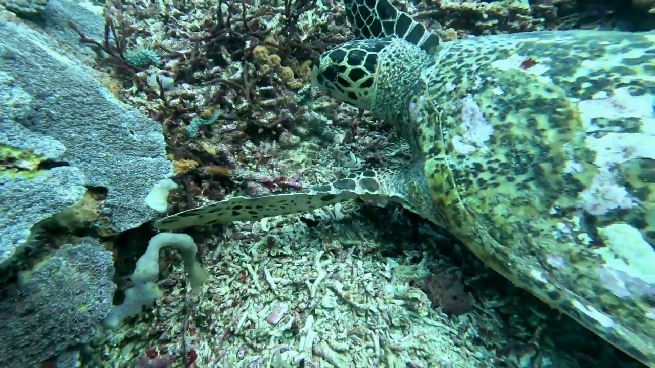 ../Images/video008.jpg