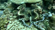 Thumbs/tn_video007.jpg