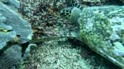 Thumbs/tn_video008.jpg